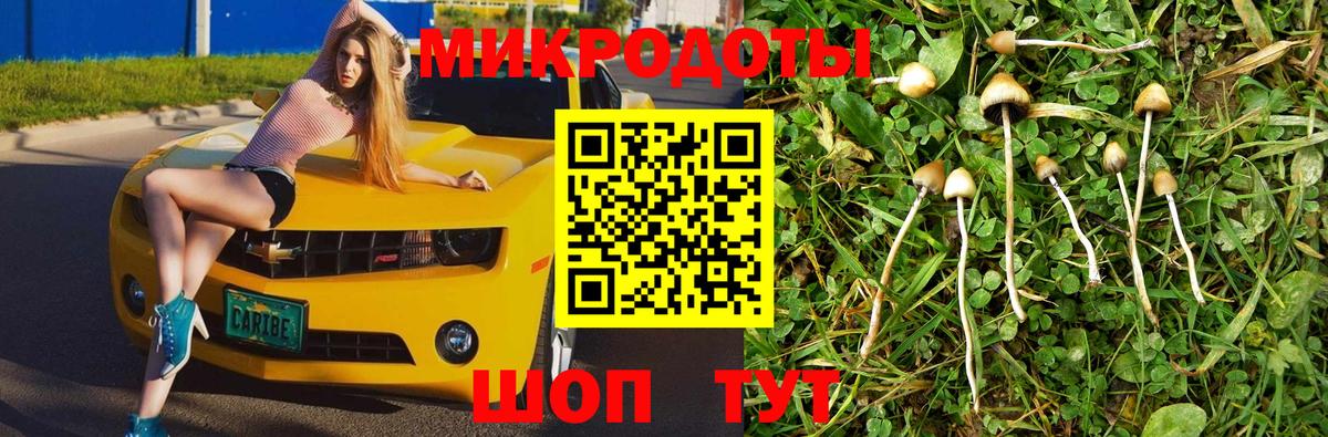 Псилоцибиновые грибы Psilocybe Белореченск
